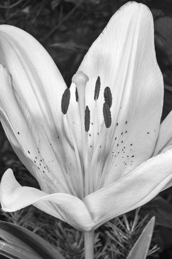D2X_1679-BW.jpg