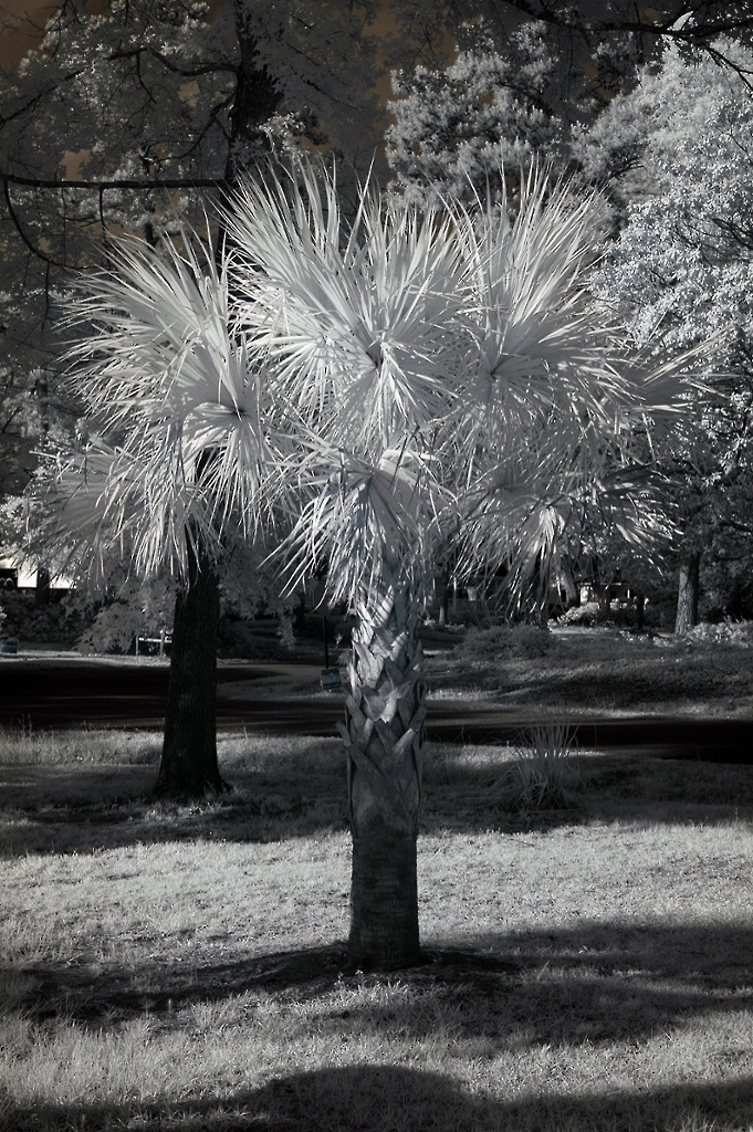 www.gophotog.org/allphotos/infrared/large_photos/DSC_1449_ir.jpg